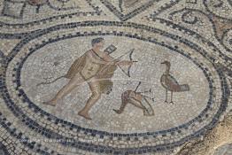 Image du Maroc Professionnelle de  Une mosaïque représentant une scène de la mythologie grecque dans les ruines de Volubilis,  l'un des sites les mieux préservés au Maroc et le plus visité. Il se situe à proximité de Moulay Idriss Zerhoun à une trentaine de km au nord-ouest de Meknès, photo prise le jeudi 8 Mars 2012. Volubilis ville antique berbère Walili (Lauriers rose) qui date du 3e siècle avant J.-C. capitale du royaume de Maurétanie fondé comme seconde capital sous le règne de Juba II. (Photo / Abdeljalil Bounhar)
 